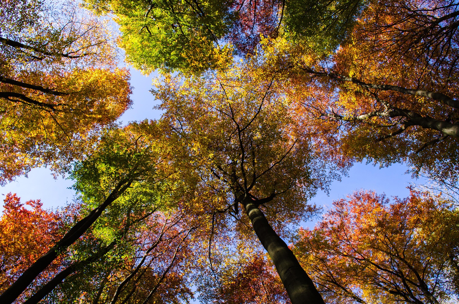 Forest Bathing