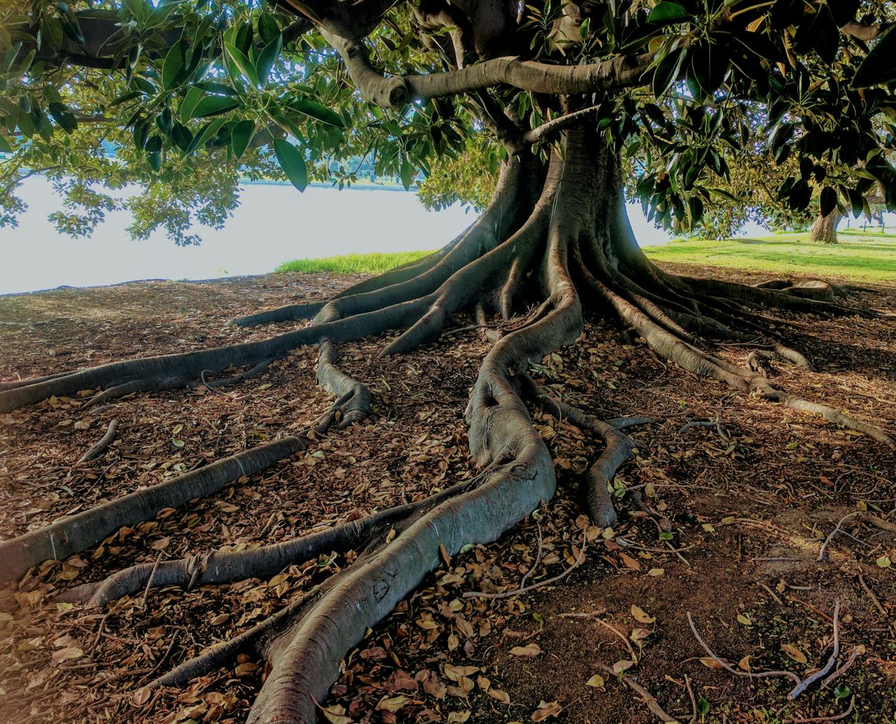 A large tree with thick, sprawling roots spreads across the ground, casting shade. Sunlight filters through dense green leaves, inviting you to wonder: How Does Earthing Work? The textured bark and scattered fallen leaves add to natures calm embrace.