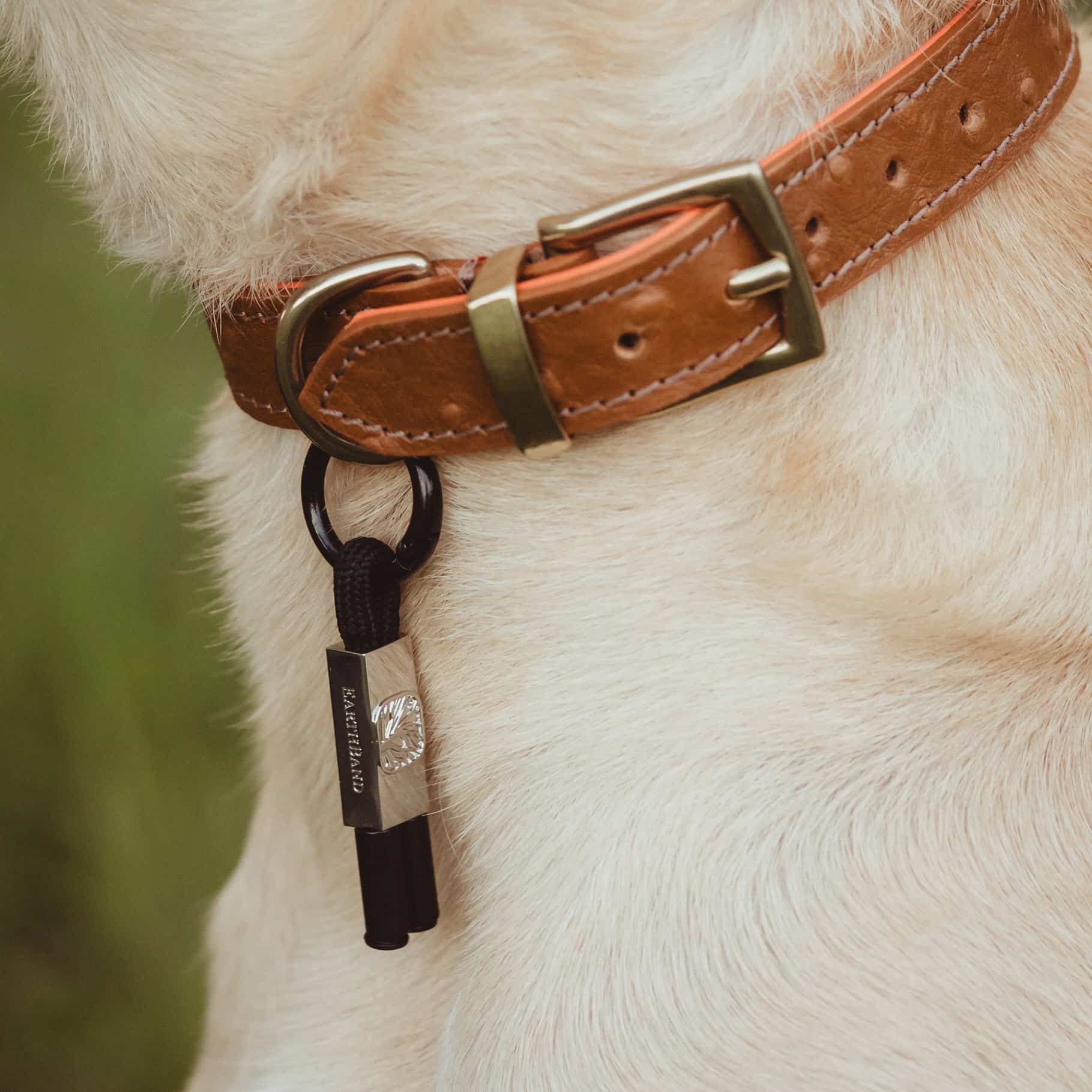 A light-coloured dog's neck is shown wearing a brown leather collar with metal fittings, featuring the black and silver Earthband For Pets PEMF tag attached as an accessory.