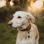 A tan and white dog with a brown collar and tags enjoys PEMF therapy with the Earthband For Pets outside on the grass, gazing to the side as sunlight filters through trees in the background.