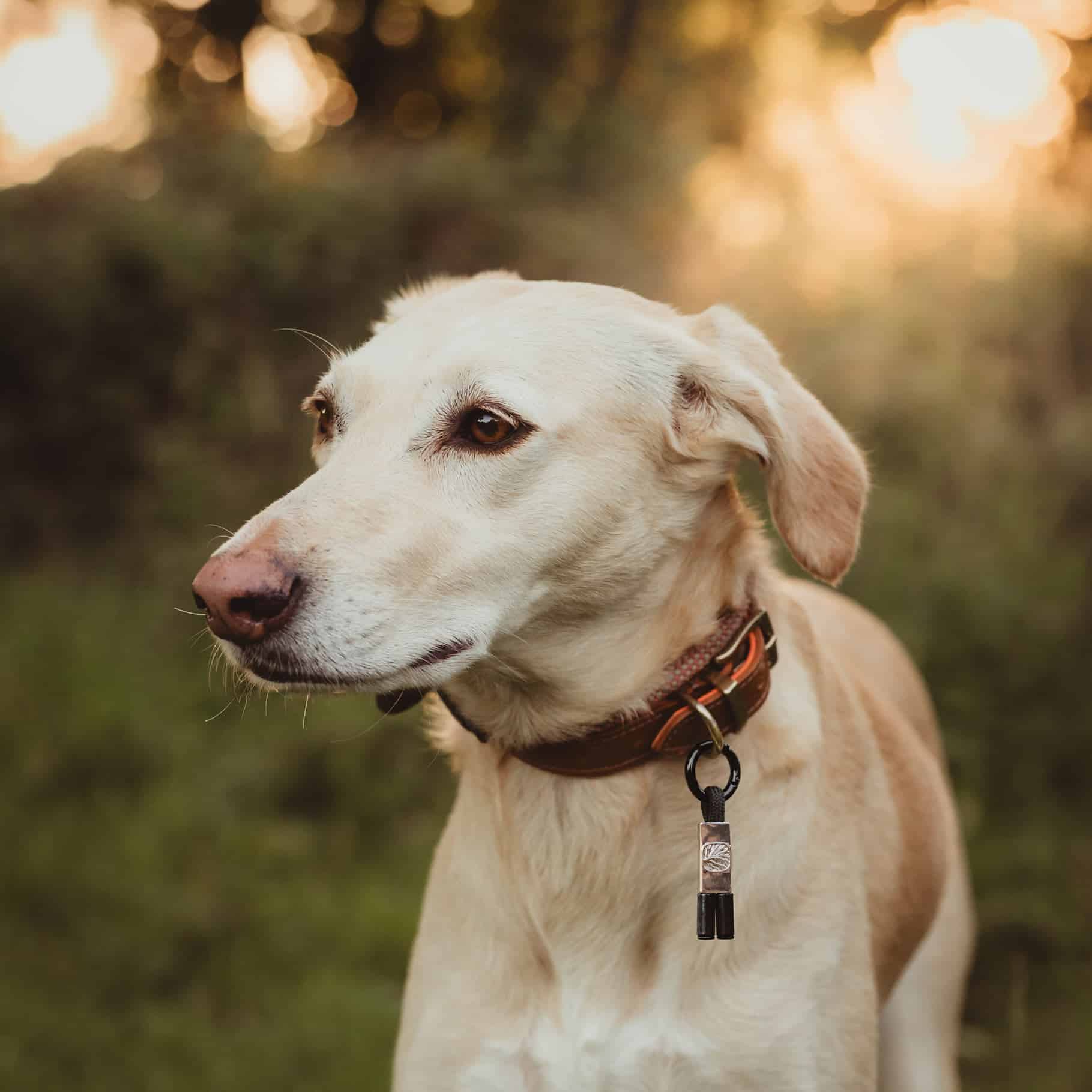 A tan and white dog with a brown collar and tags enjoys PEMF therapy with the Earthband For Pets outside on the grass, gazing to the side as sunlight filters through trees in the background.