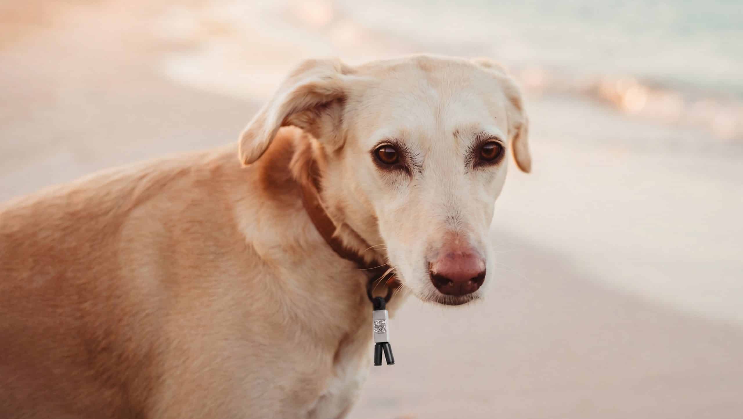 A light tan dog with floppy ears and a brown collar stands on a sandy beach, looking directly at the camera with soft, expressive eyes. The BeGrounded moment is captured with blurred sand and water in the background.